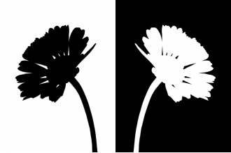 Samolepka Květiny černobílé